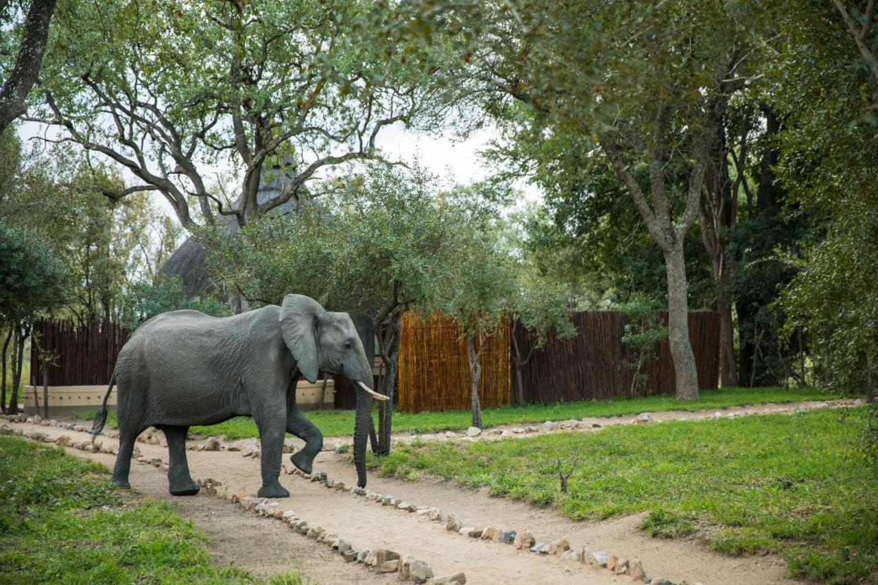 Hoyo Hoyo Safari Lodge Mluwati Concession Kültér fotó