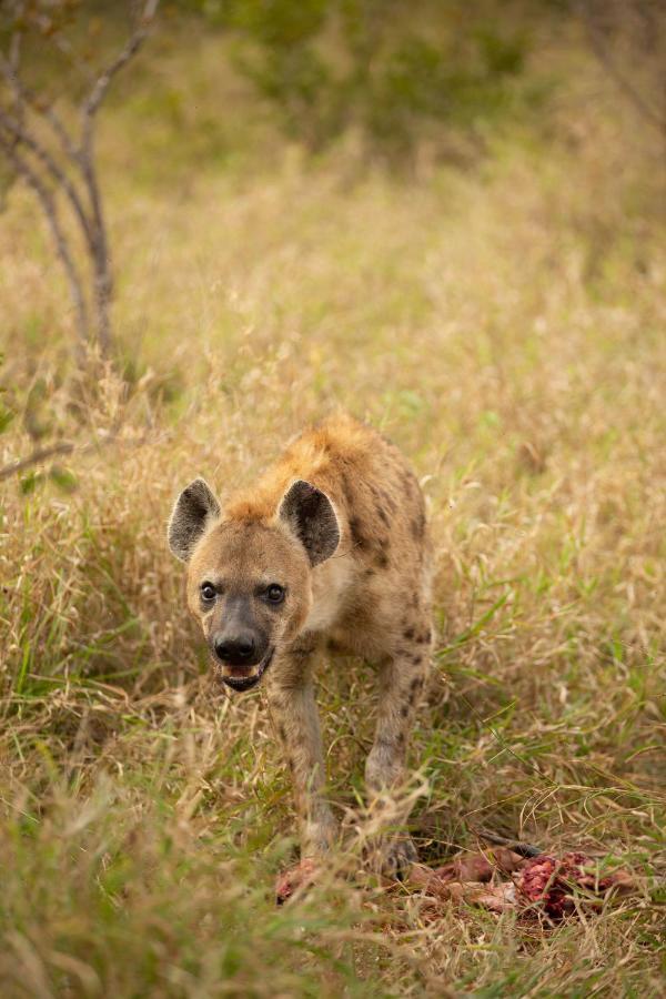 Hoyo Hoyo Safari Lodge Mluwati Concession Kültér fotó